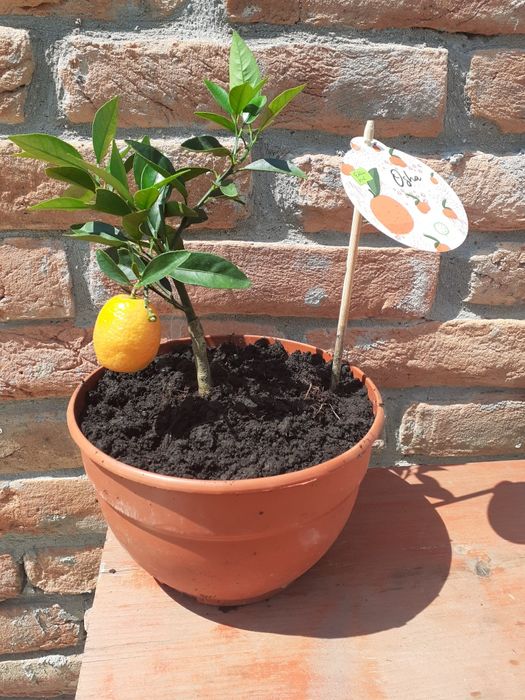 Vând Citrus Mandarin