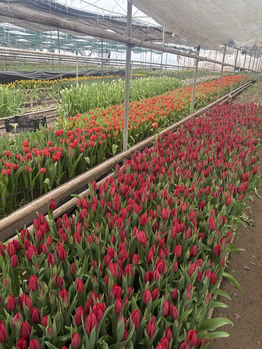 Голанские тюльпаны