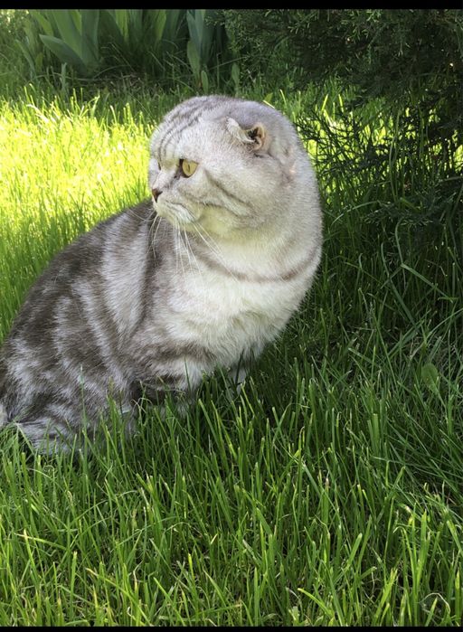 Вязка шотландец (скоттиш фолд)