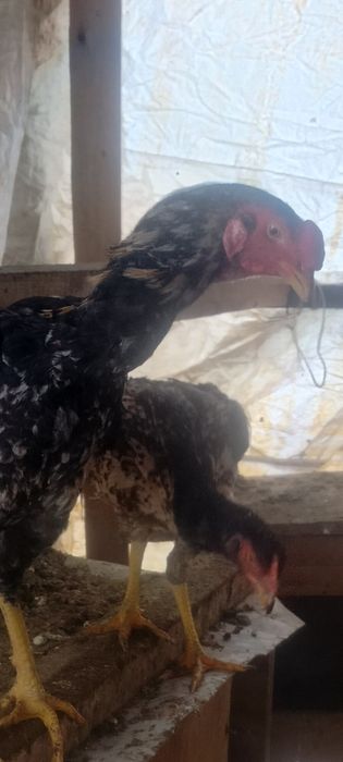 Продаётся дакан бойцовый шөже 6-месяцев