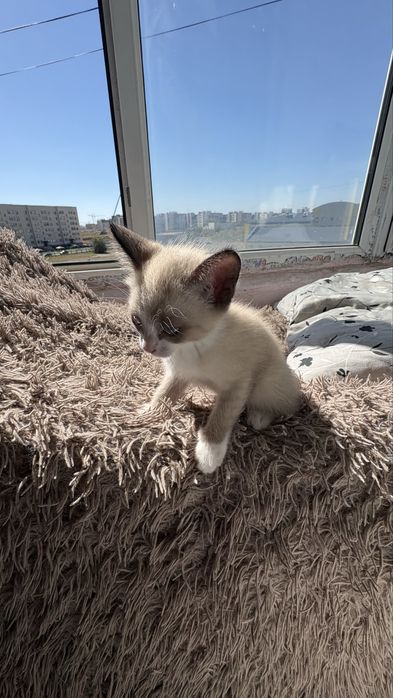 Отдаем красивого котенка