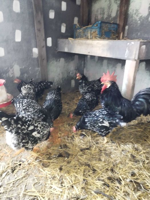 Gaini italiene bobate