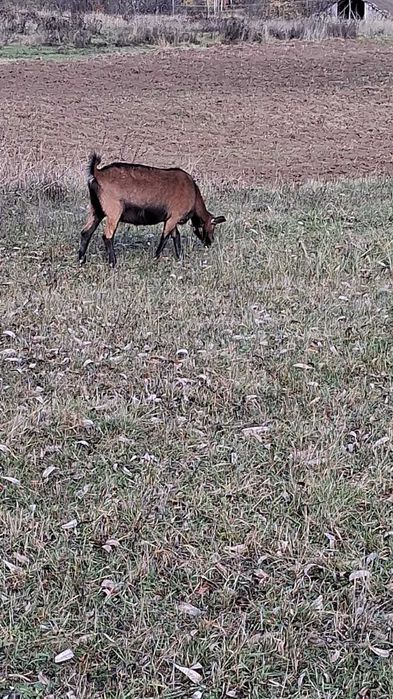 Vand capre alpine franceze