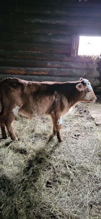 Продам бычка 3месяц