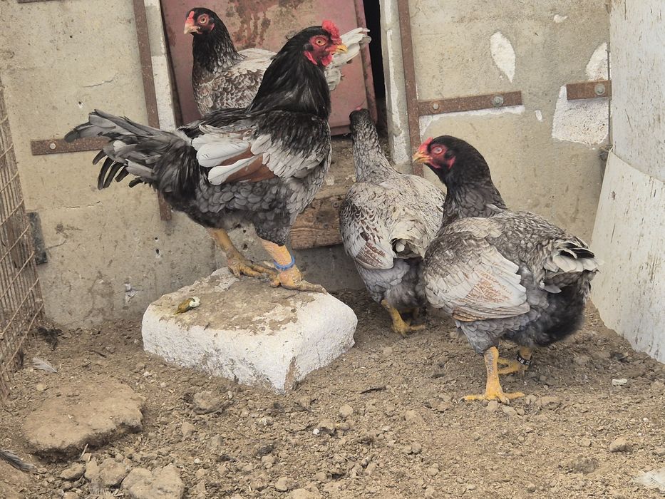 Vând oua ,combatant indian talie mare