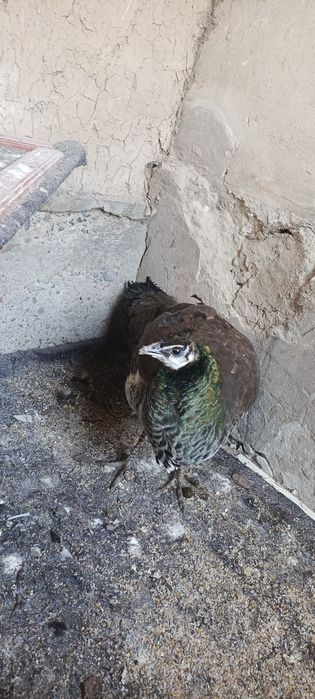 Продается павлин самка