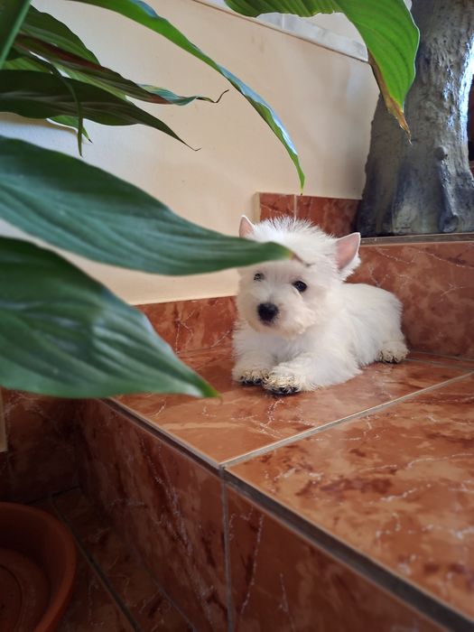 Westie terrier dragalasi