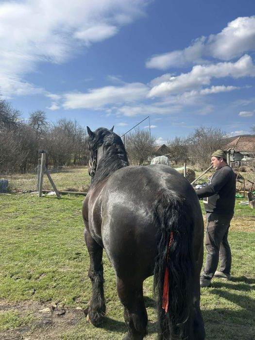 Vând cal de 5 ani de Polonia