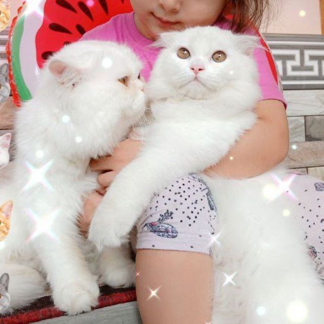 Скоттиш страйт хейланд кот