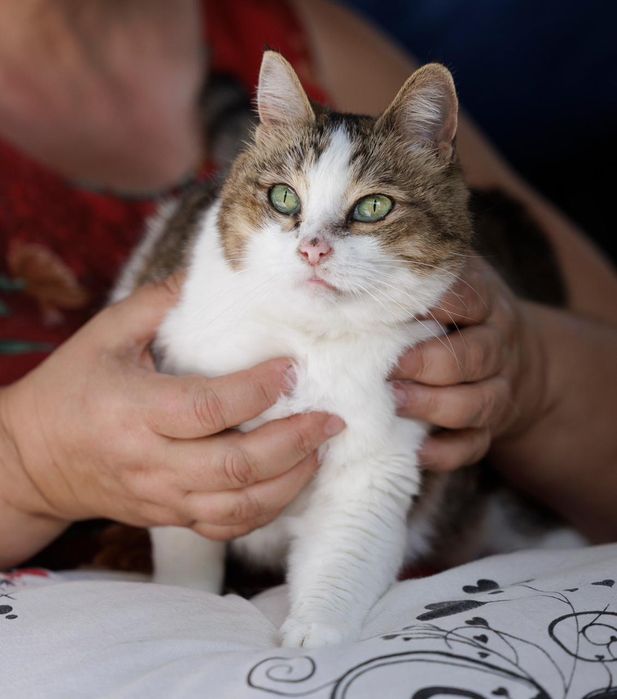 Кошка бесплатно  очаровательная