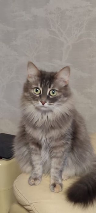 Отдам в добрые руки