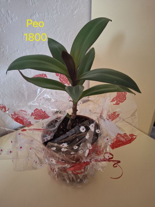 Комнатные растения одоптированые