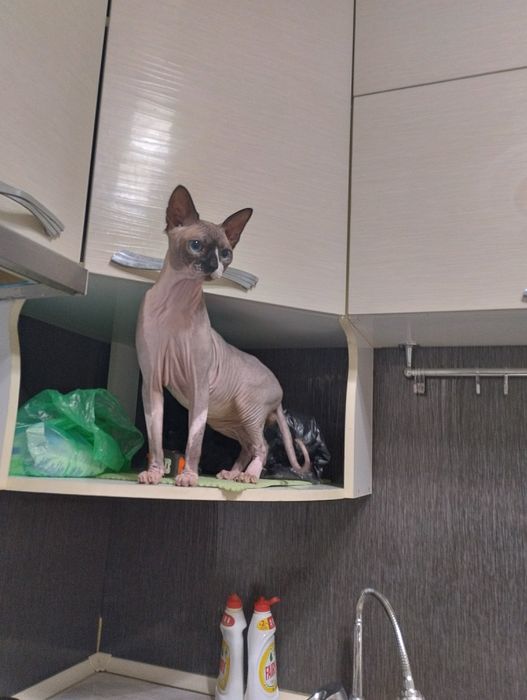 Канадский сфинкс вязка