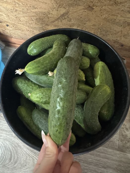 Продам домашние огурцы