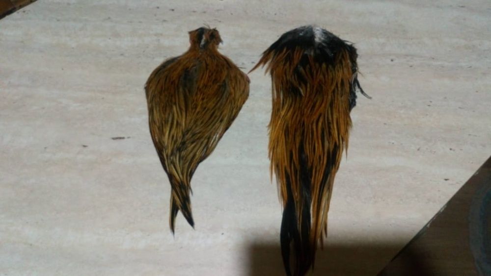 продам скальп и седло петушков