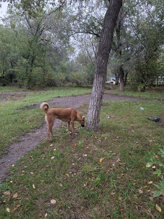 Помощь животным.