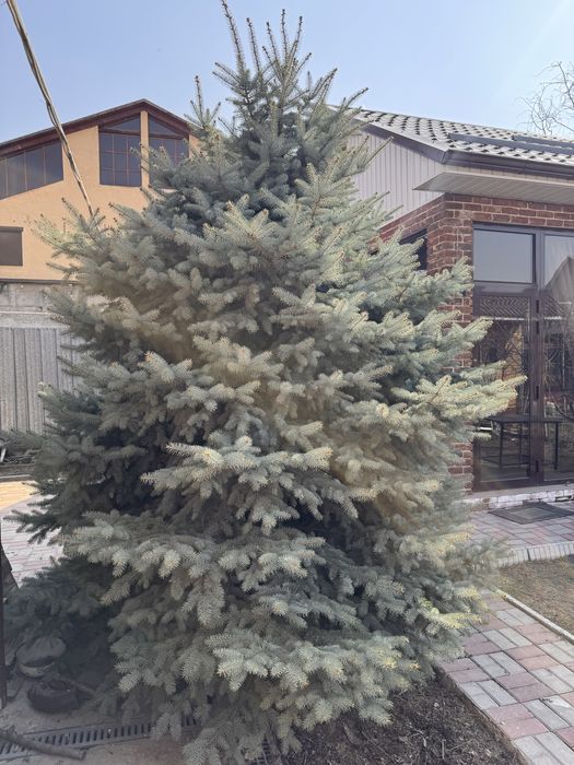 Голубая ель пышная