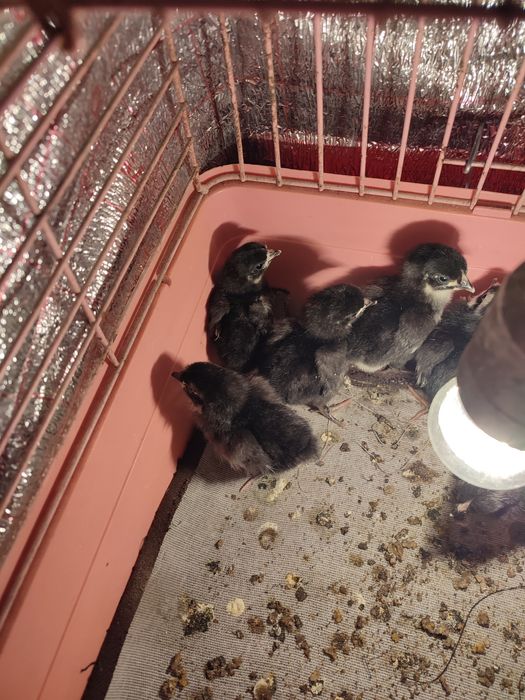 Цыплята Австролорп