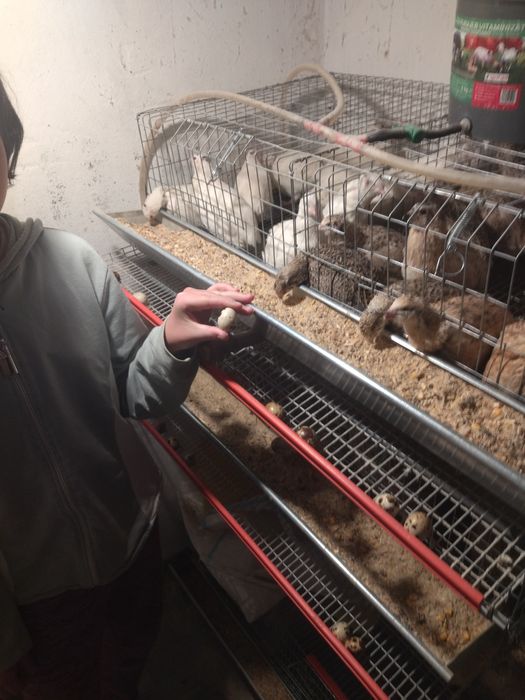 Vând ouă de prepeliță