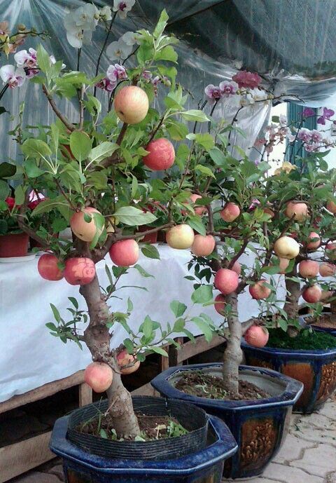 Pomi fructiferi pitici