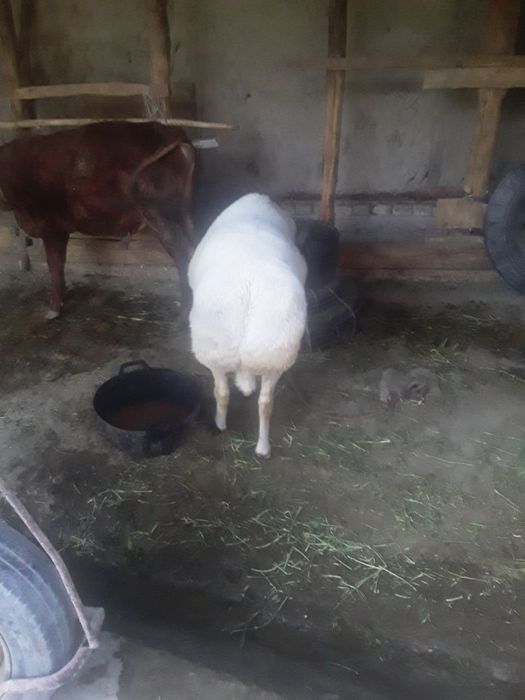 Toza 3 yoshar juda katta qőchqor sotiladi