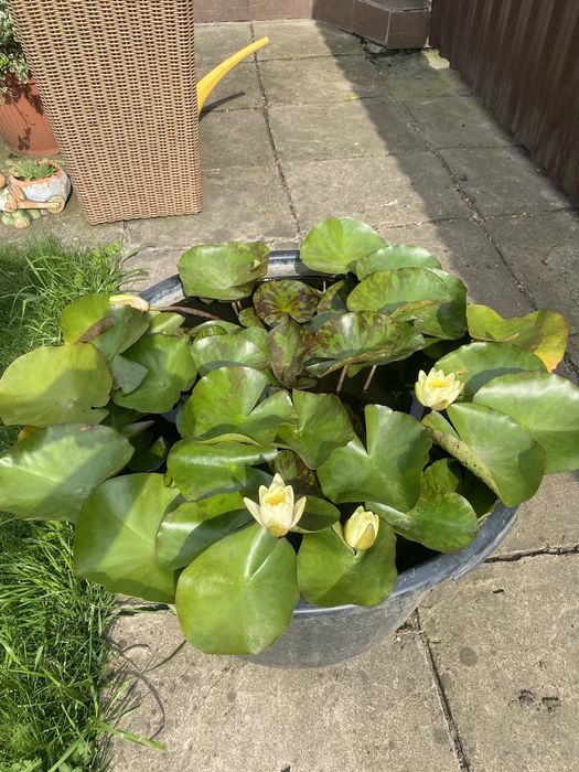 Bazin rotund pentru nuferi; Iriși galbeni ;Tuia;Scoruș; Iasomie;