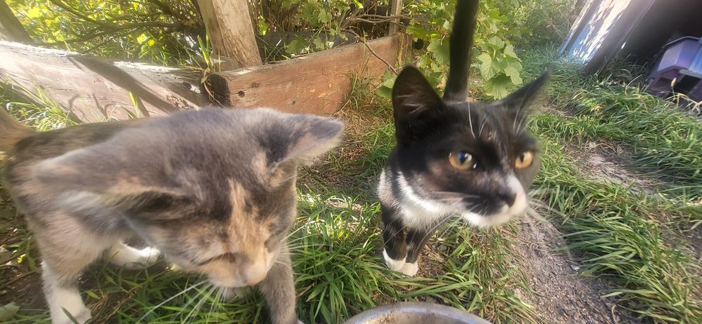 Отдам котят только в добрые руки !