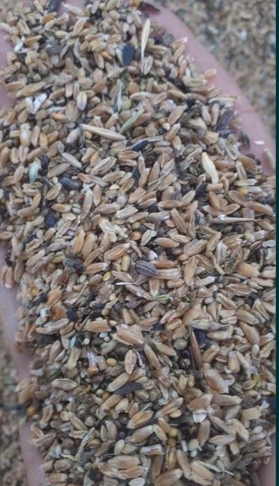 Отходы Отруби зерноотходы Полова Овес