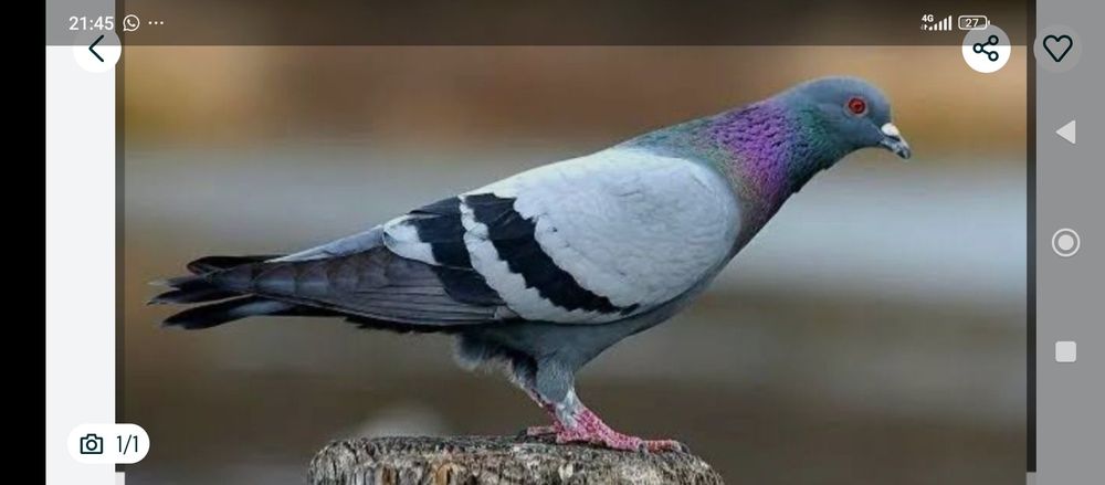 Жабайы Когершын голуби.