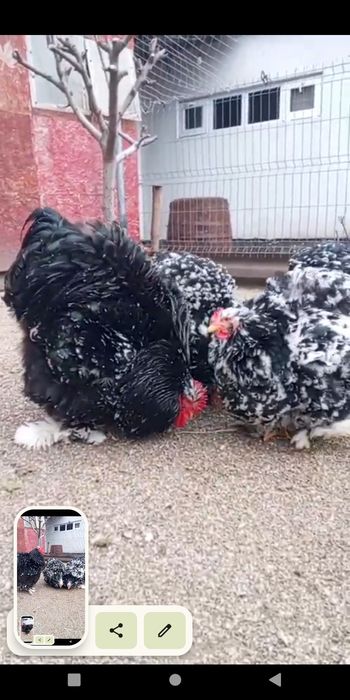 Oua cochinchina uriaș bobat