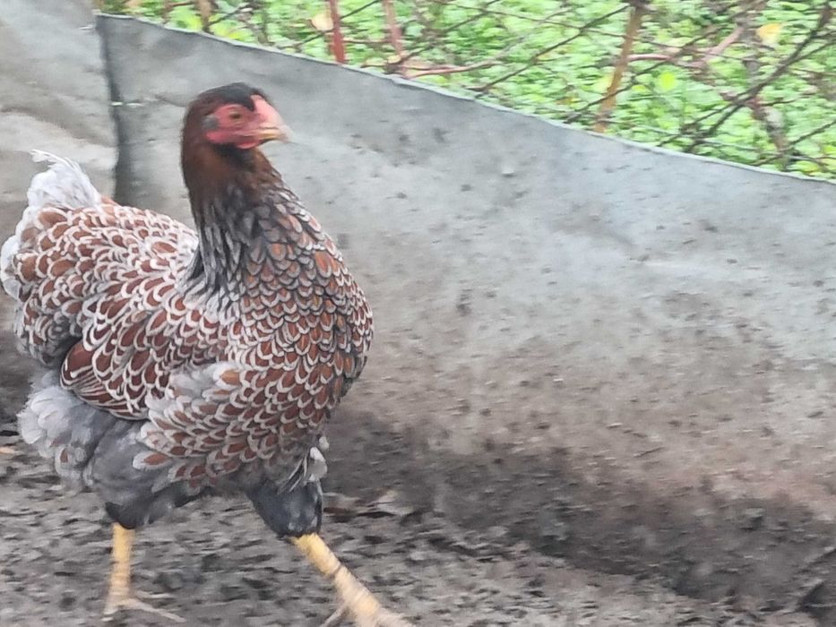 Gaina Wiandotte rosu albastru (auriu albastru)