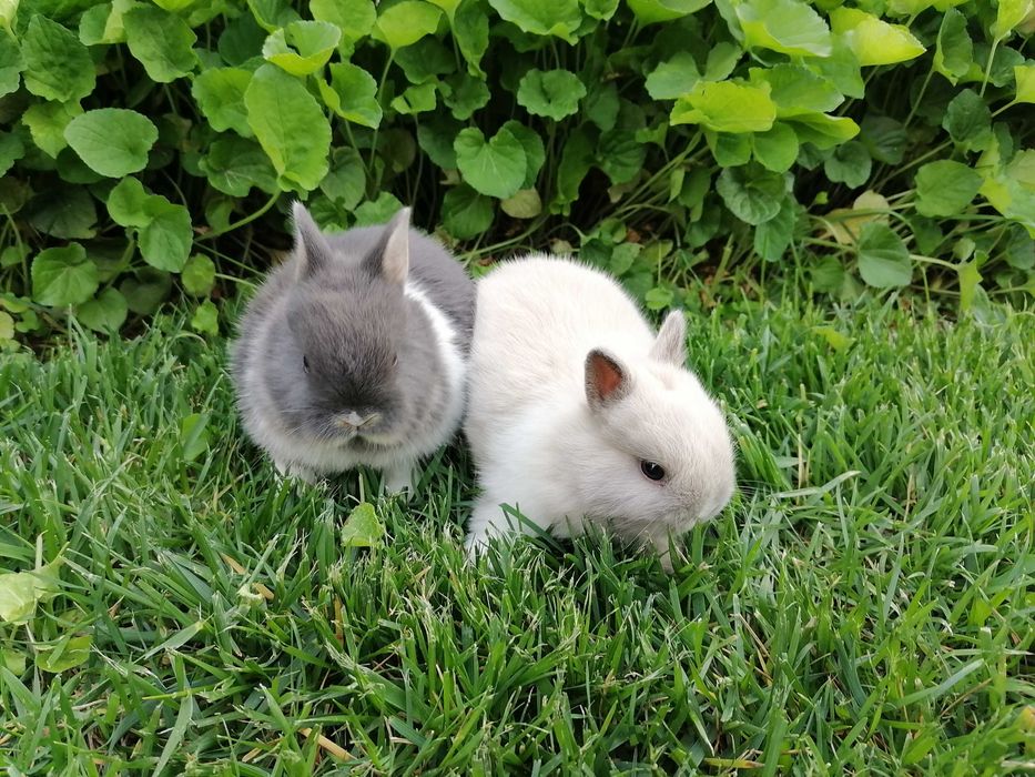 Nederlandskiy karlik quyon bolalari sotiladi