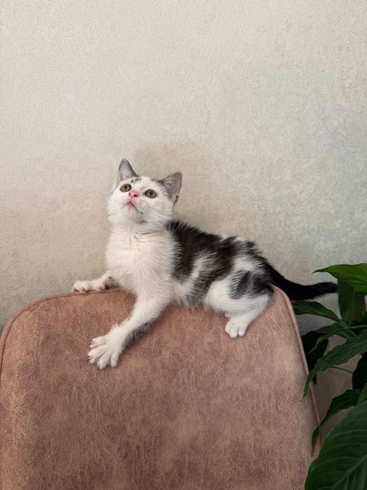 Котёнок отдаётся  в добрые руки