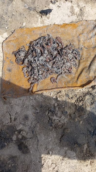 Реально Крупные морские черви