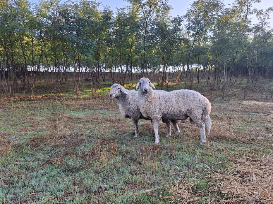 Berbeci Karakul de Botoșani
