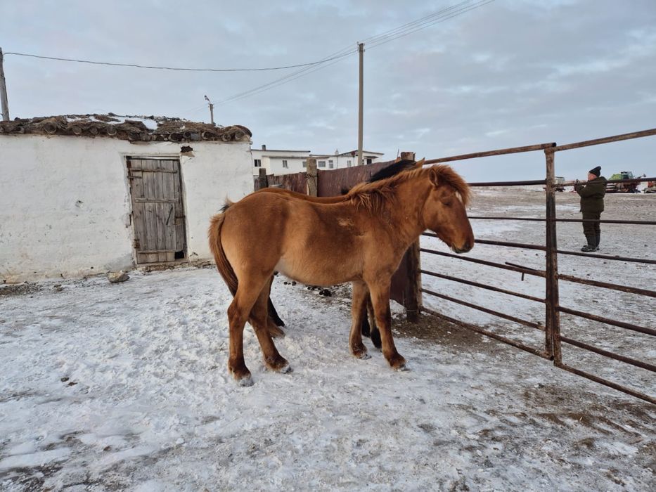 Мұғалжар дөнен сатылады