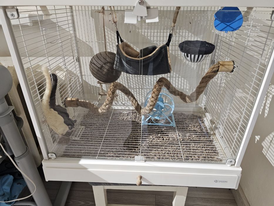 Сахарный поссум белка летяга