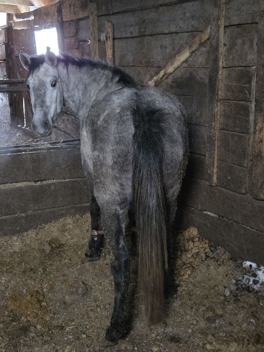 Кобыла(бие) откорм