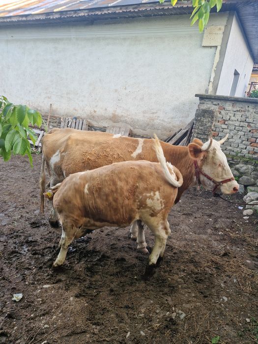 Vaca+ vitea Vaca 7-8 ani vitea 7 luni aproximativ 160 170 carcasa