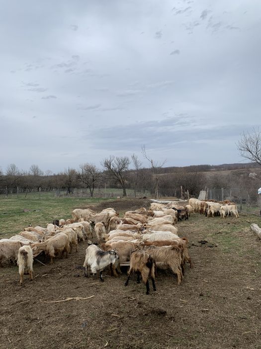 Vand Capre/Iezi si Bovine