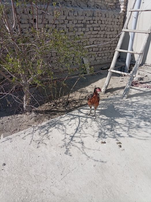 Dakan tuxumlari sotildi