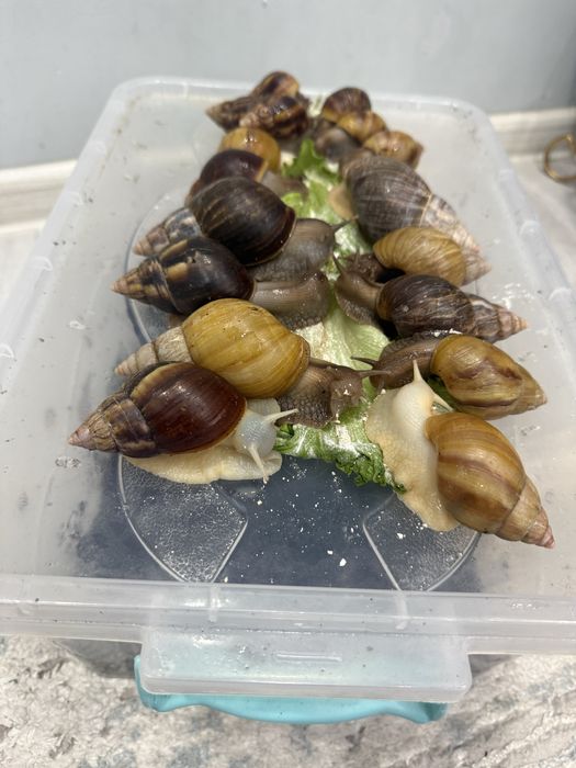 Ulitka axatina aktiv hammasi toza yuzga qoyilmagan