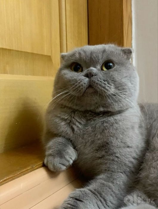 Кот шотландские пародистые