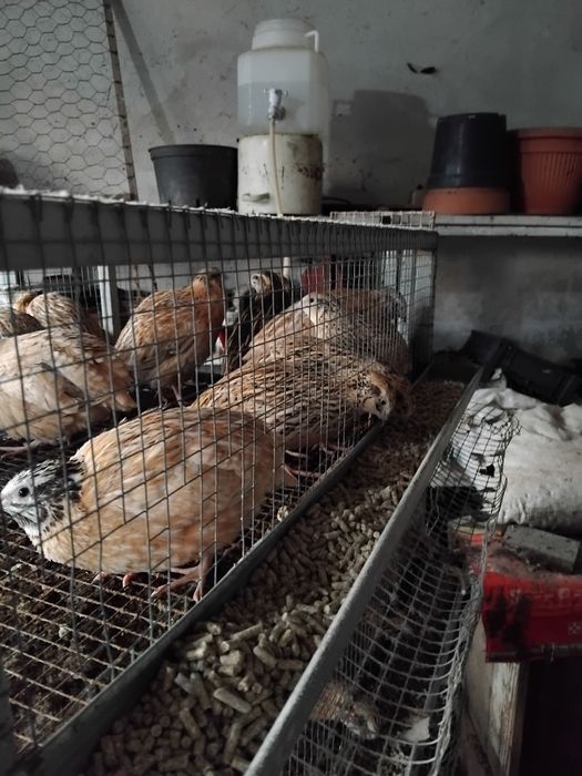 Prepelițe ouătoare