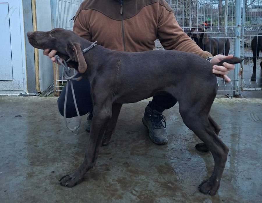 Мъжки кученца курцхаар на 6 месеца