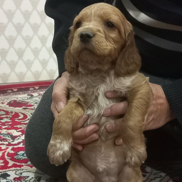 спаниеьл  овчи кучук сотилади эркаг