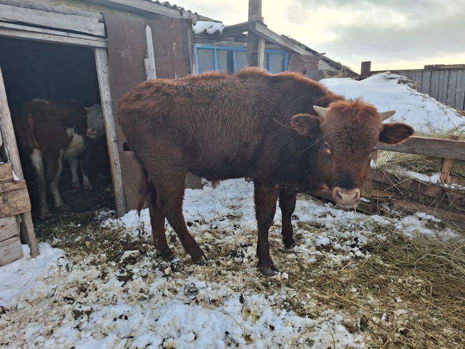 Продам КРС бычки 4 шт