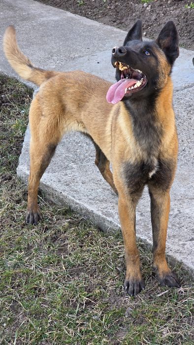 Femelă Ciobănesc Belgian Malinois pedigree Fci