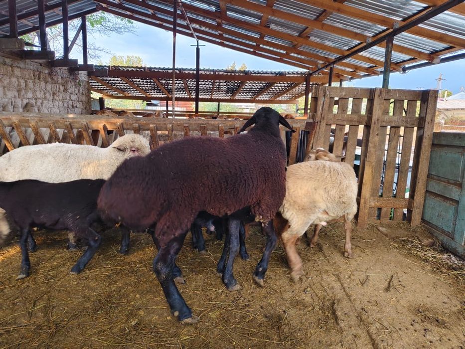 Продаются бараны!