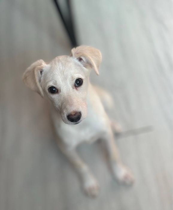 Пристраиваются щенки